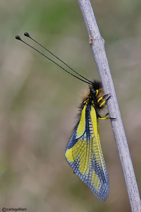 Libelloides coccajus