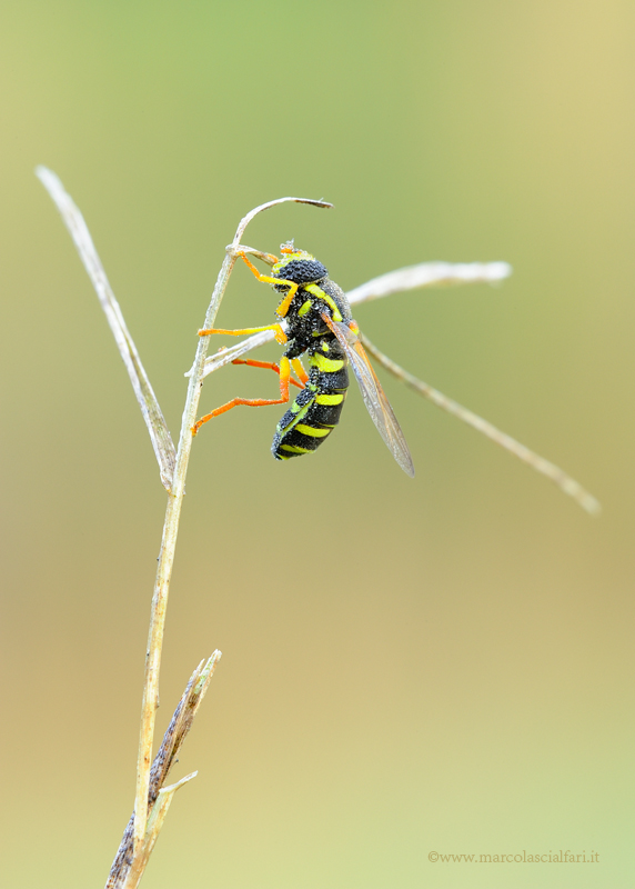 Xanthogramma citrofasciatus