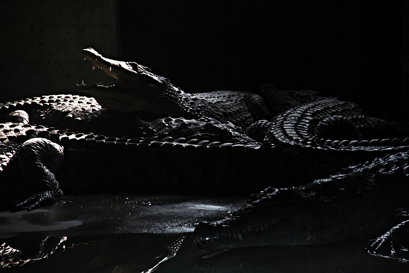 [contest PELLE] 4A CLASSIFICATA