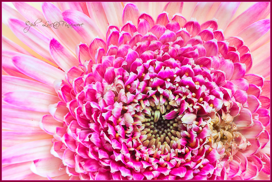 colori di primavera II