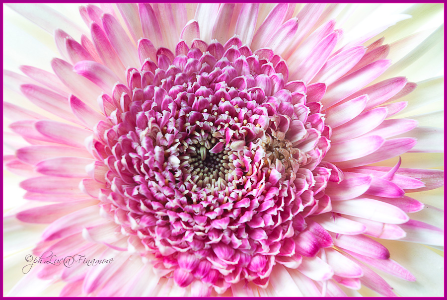 colori di primavera III