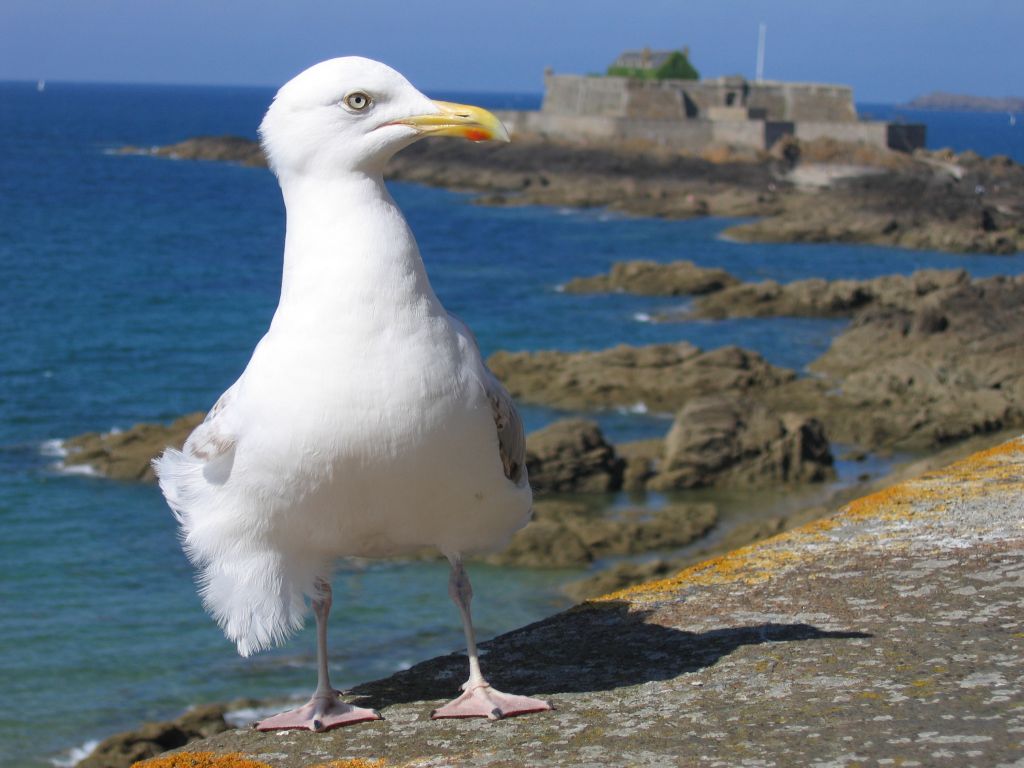 Gabbiano a St. Malo