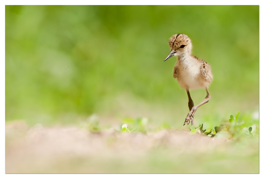 Piccolo di cavaliere