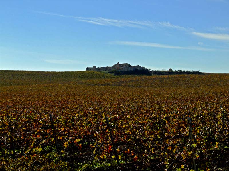 Vigneti nelle campagne marsalesi