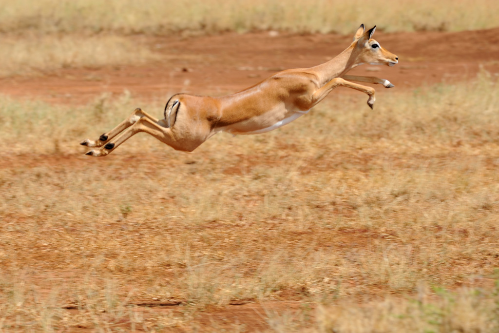 Salto in lungo - Serengeti (Tanzania)
