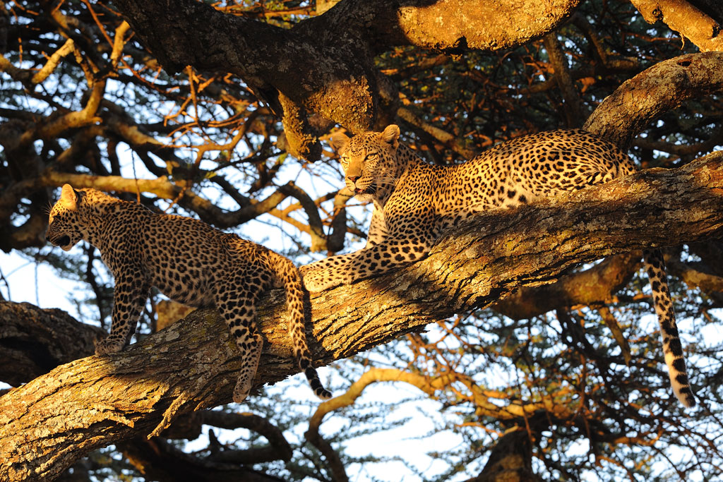 Leopardo - Serengeti (Tanzania)