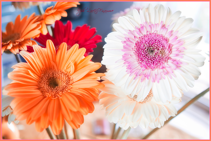 the colors of the flowers