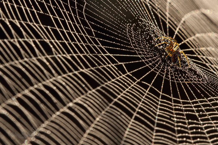 La "lux" attimale.....