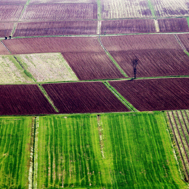 Colli Berici: coltivazioni