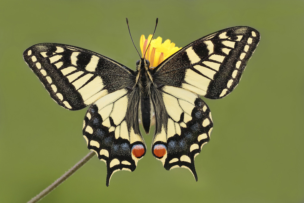 papilio machaon