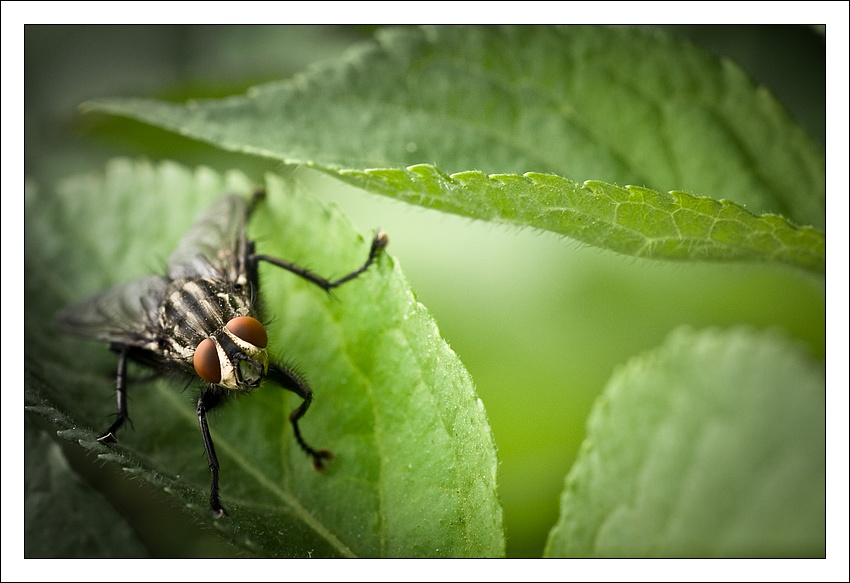 Ipnotizzato da due splendidi occhioni.....