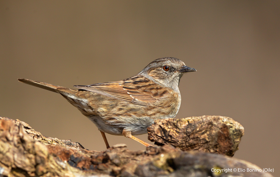 Passera scopaiola (Prunella modularis)