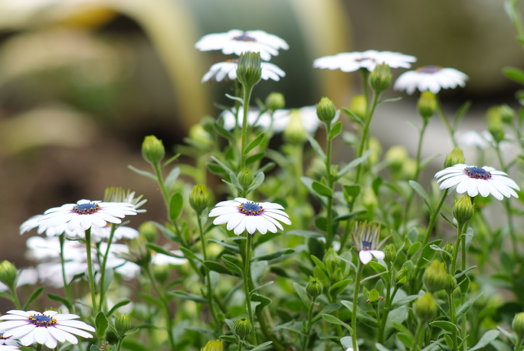 WHITE FLOWERS_03 AIS 135 f/2@f/4