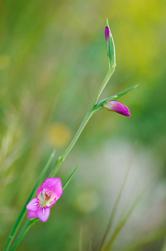 Dolcemente selvatico