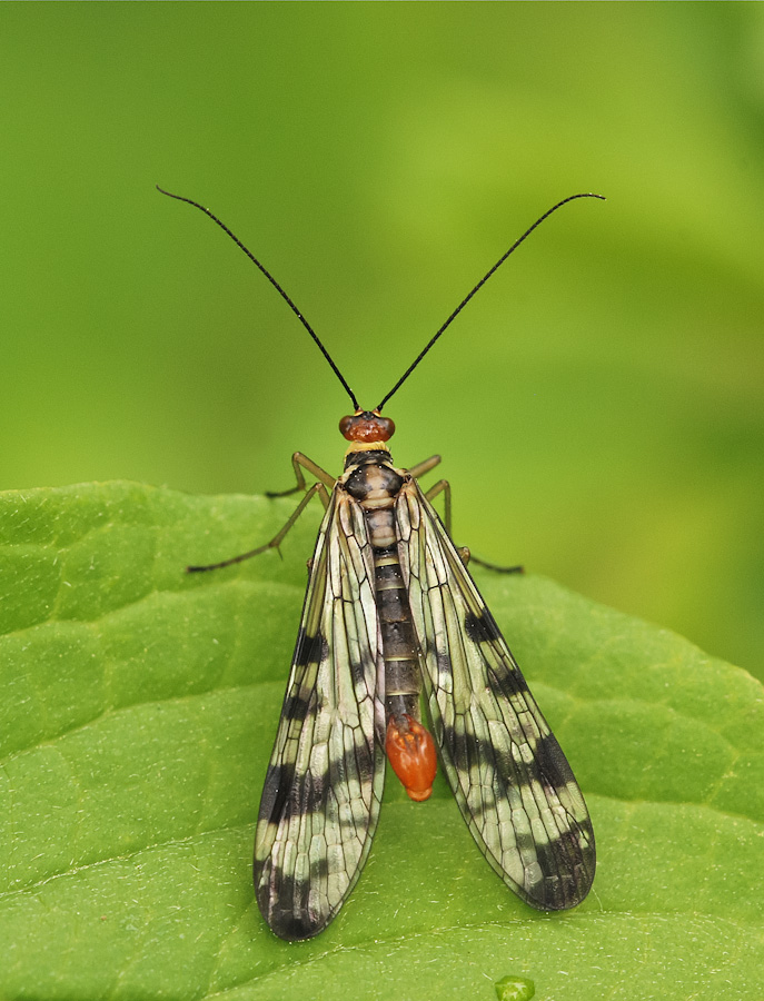 Panorpina in verticale