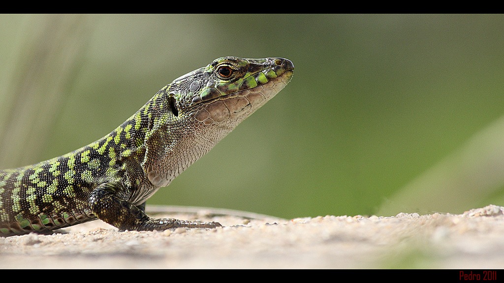 Drago sardo...Podarcis sicula cettii