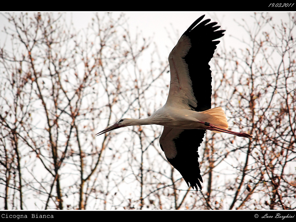 Cicogna # 1