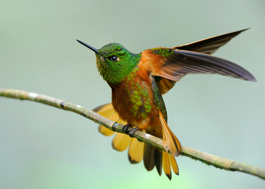 colibri'
