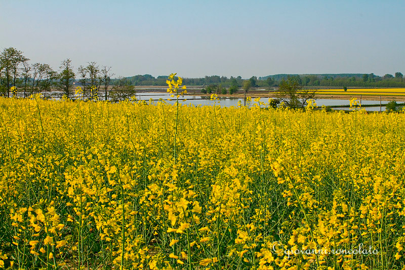 fiori di colza