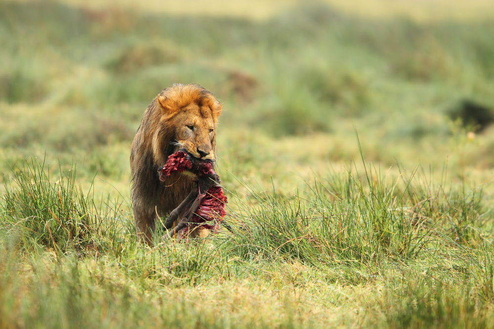 leone con pasto, serengeti
