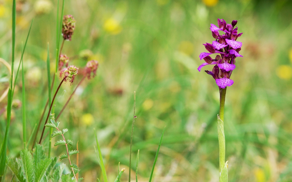 Orchis papilionacea 2011