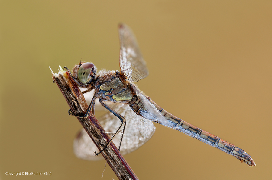 Orthetrum albistylum