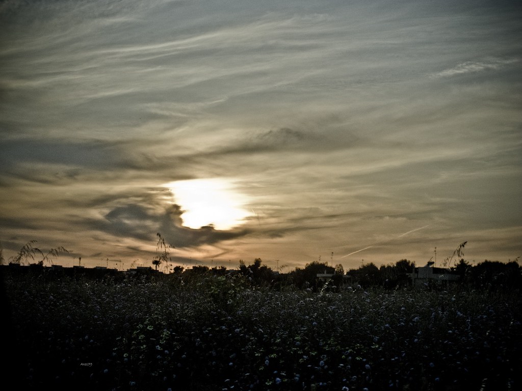 .....tramonto...fiorito!