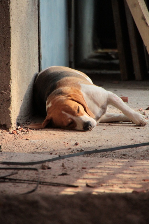 SEMBRA UNA SCENA DA GUERRA INVECE E' PIGRIZIA...