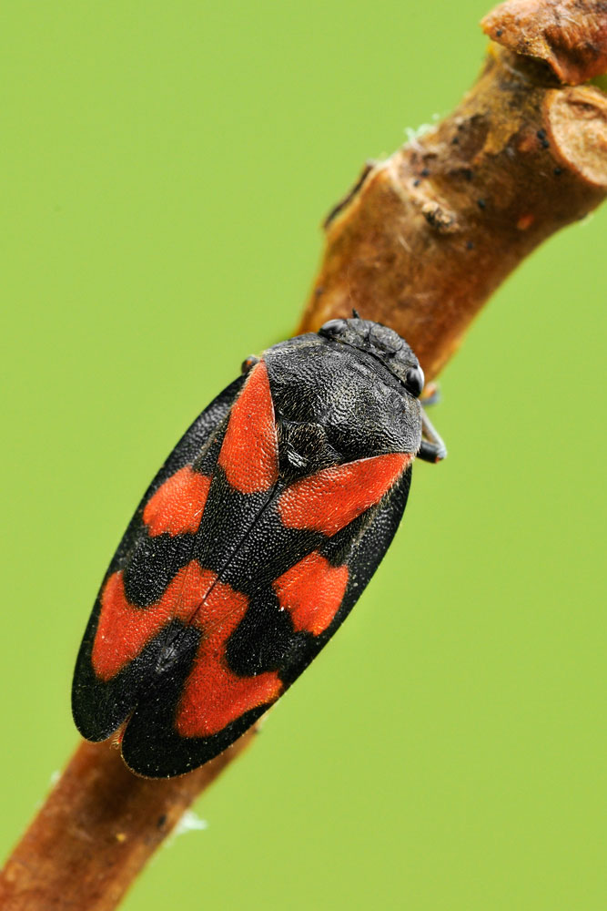 Cercopis vulnerata