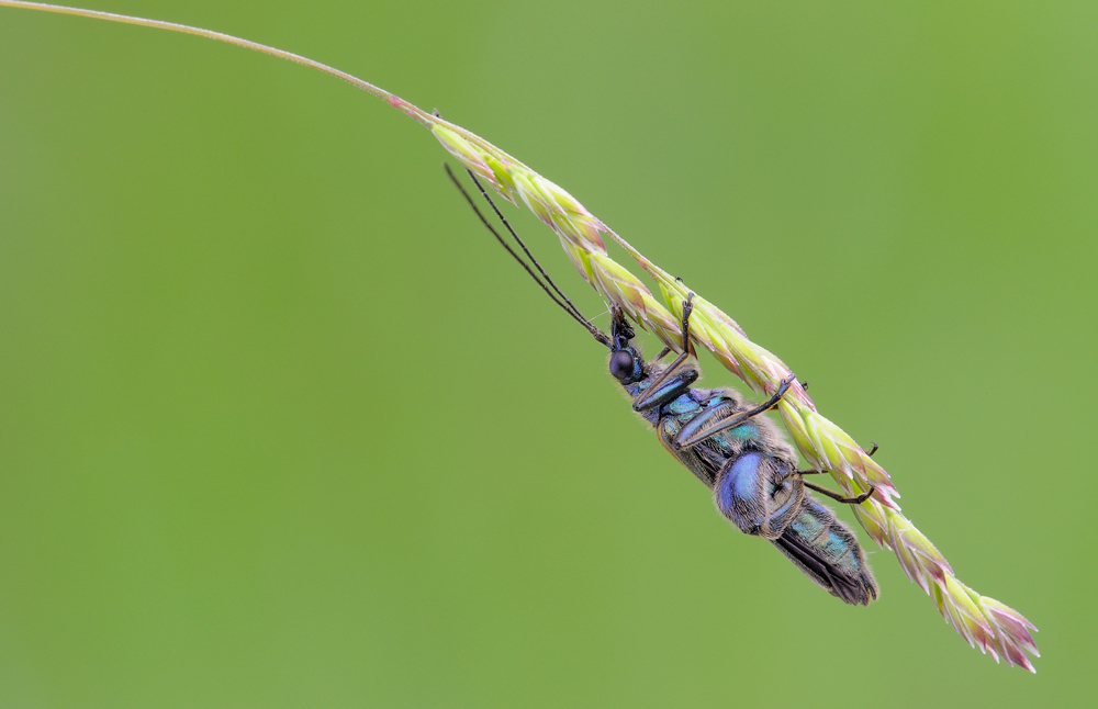 Oedemera nobilis