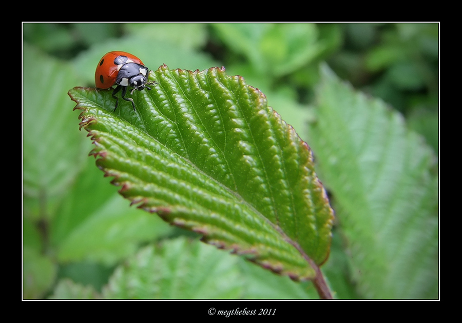 La mia lady... ladybird
