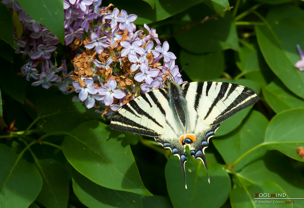 Un podalirio ma troppa luce