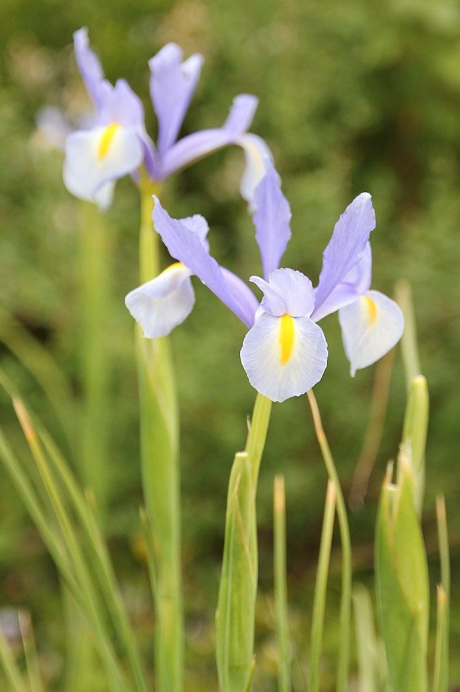 un p� di primavera...