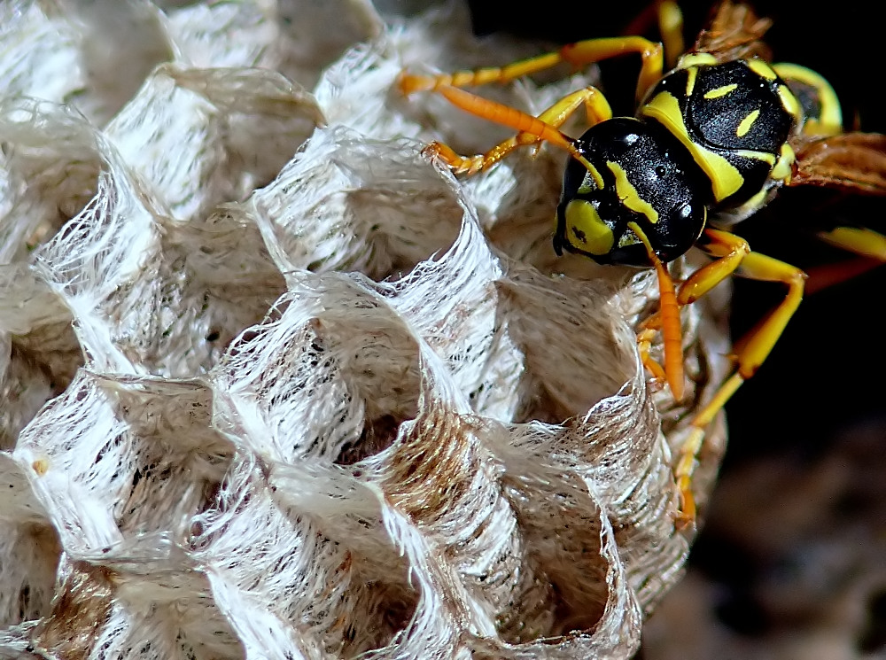 Eqquesta�casamia!!!!