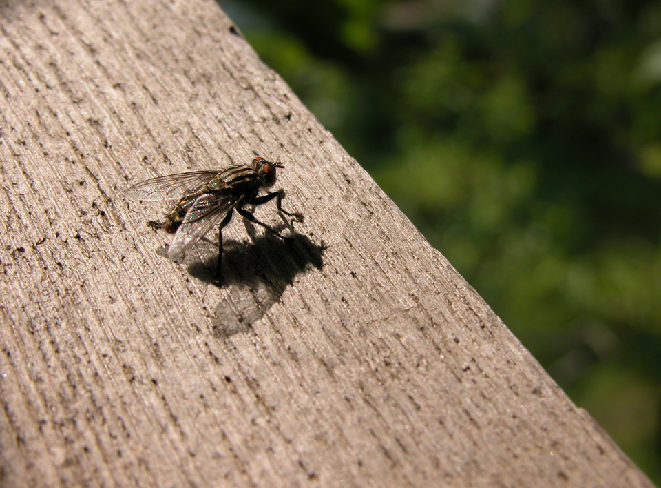 L'insetto e il legno