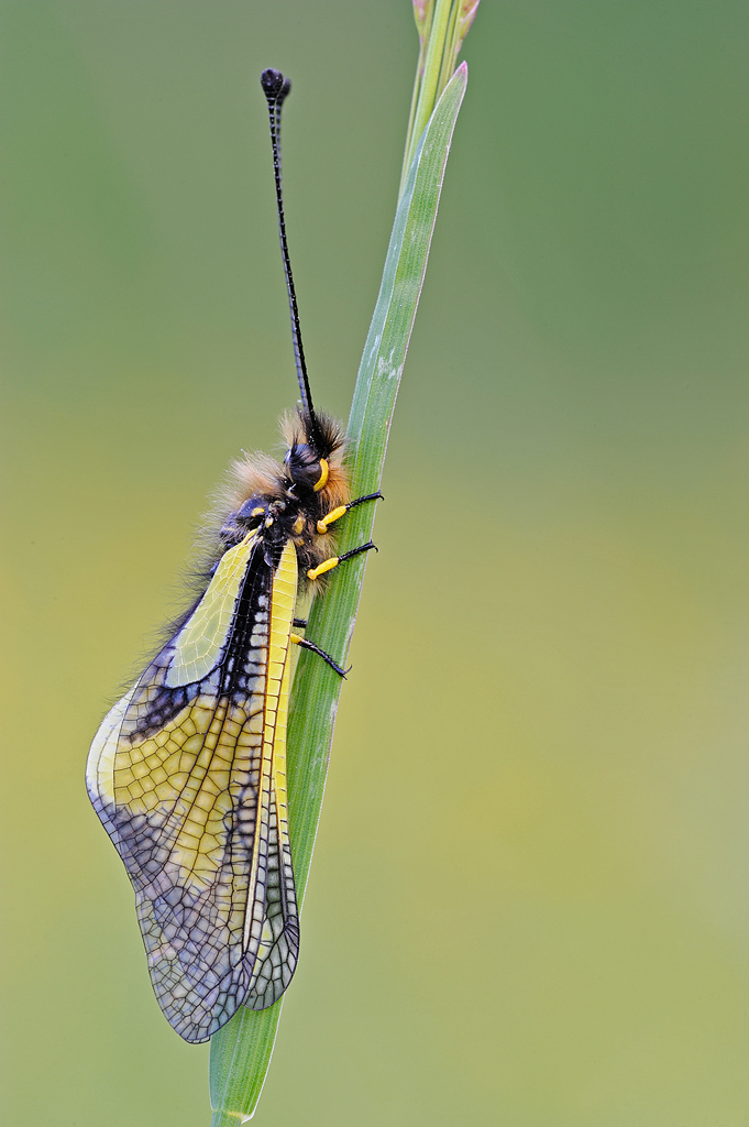 Libelloides coccajus