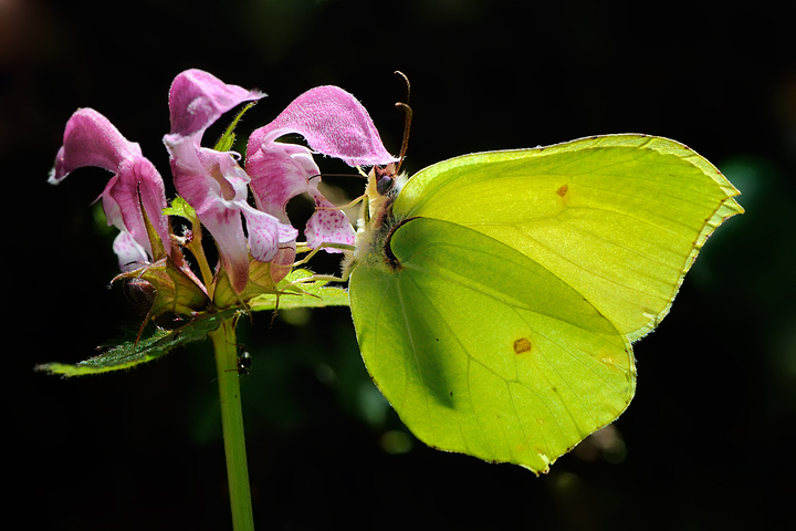 Contrasti nel sottobosco