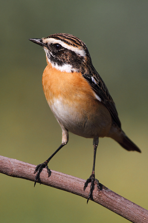 ALTRO STIACCINO.......