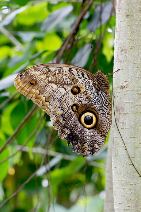 Caligo memnon (Linneo) 1:1