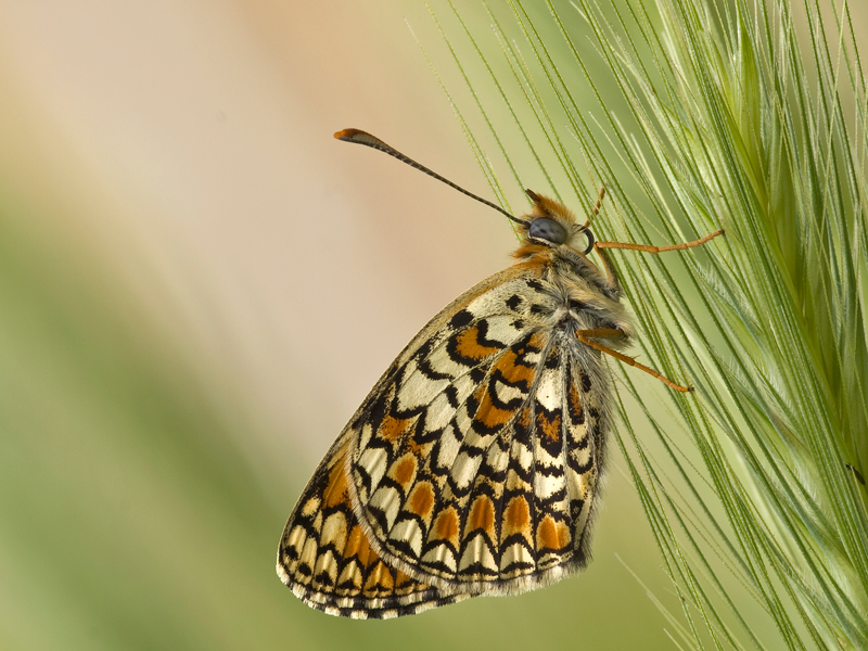 melitaea