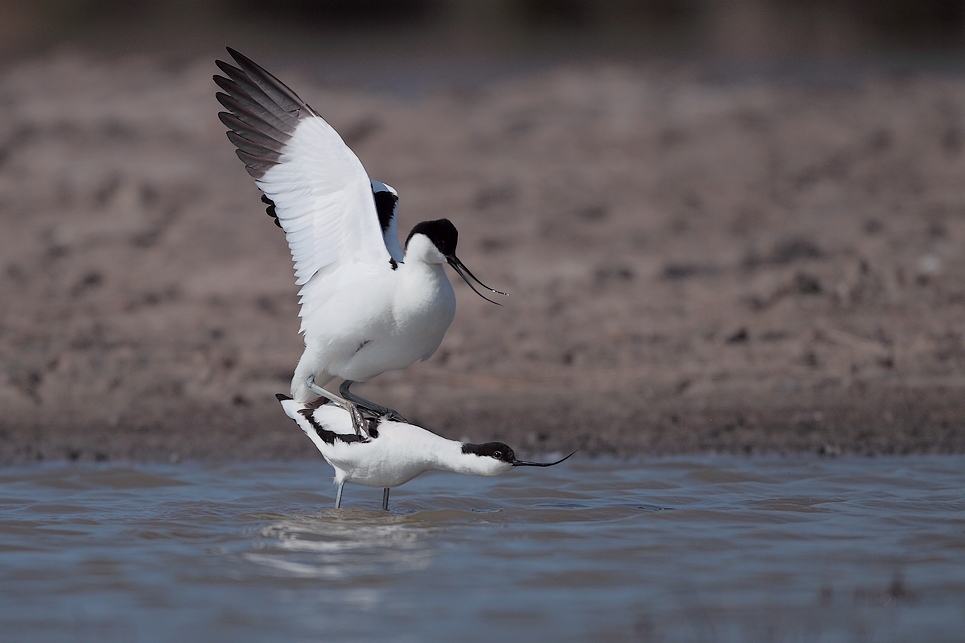Avocette accoppiamento