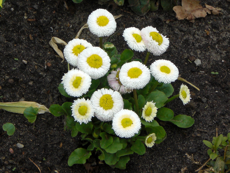 Margherite [Berlino, giardino della residenza di Charlottenburg]