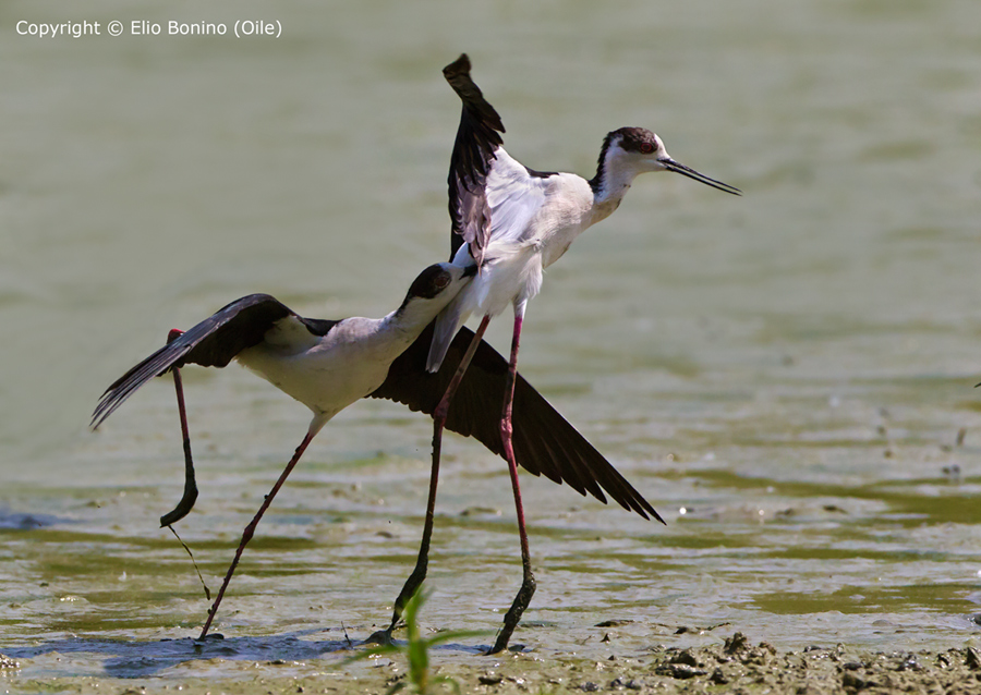 Cavaliere d'Italia (Himantopus himantopus)