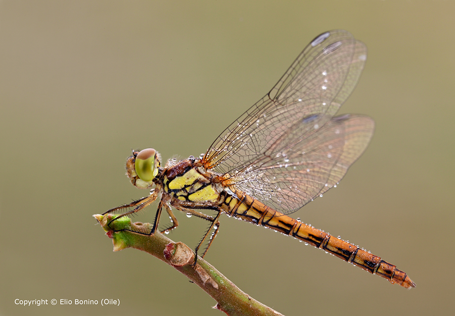 Sympetrum-striolatum-femmina