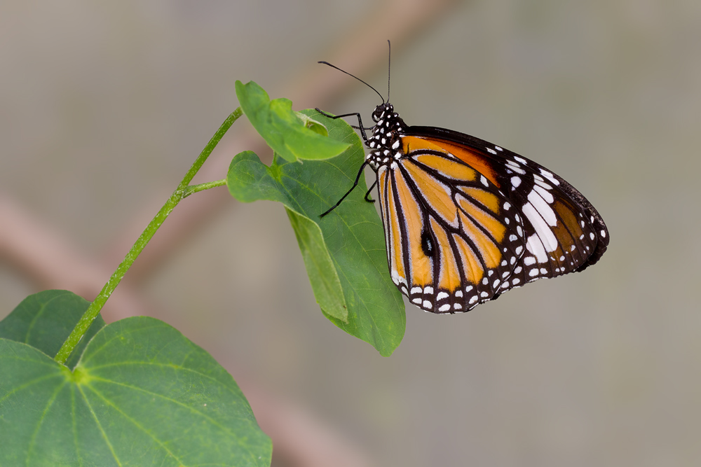 La Monarca (Danaus plexippus Linnaeus, 1758)