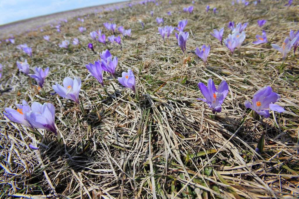 Crocus