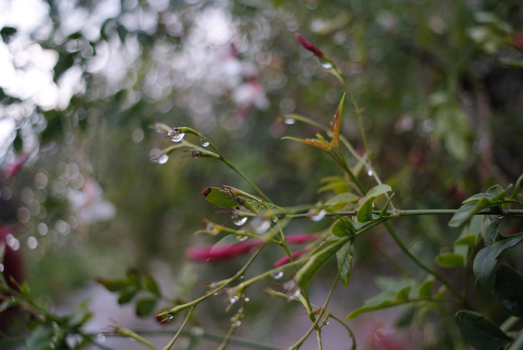 Gelsomino_01 AIS 28 3.5@TA