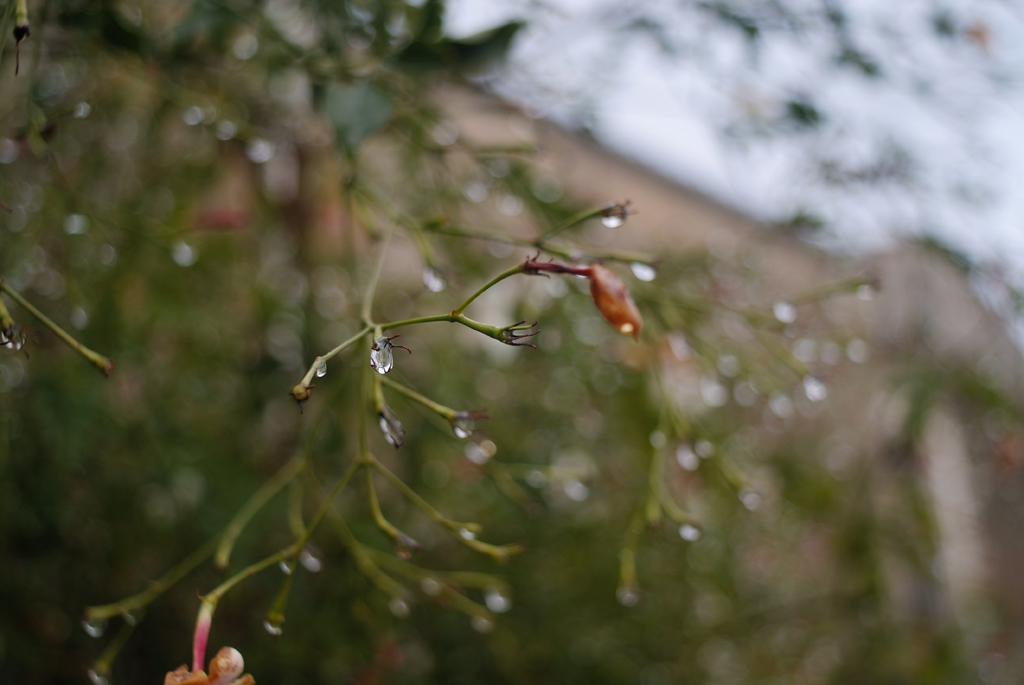 Gelsomino_02 AIS 28 3.5@TA