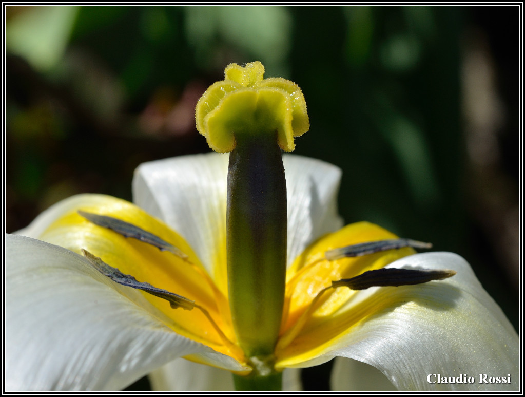 I colori della primavera