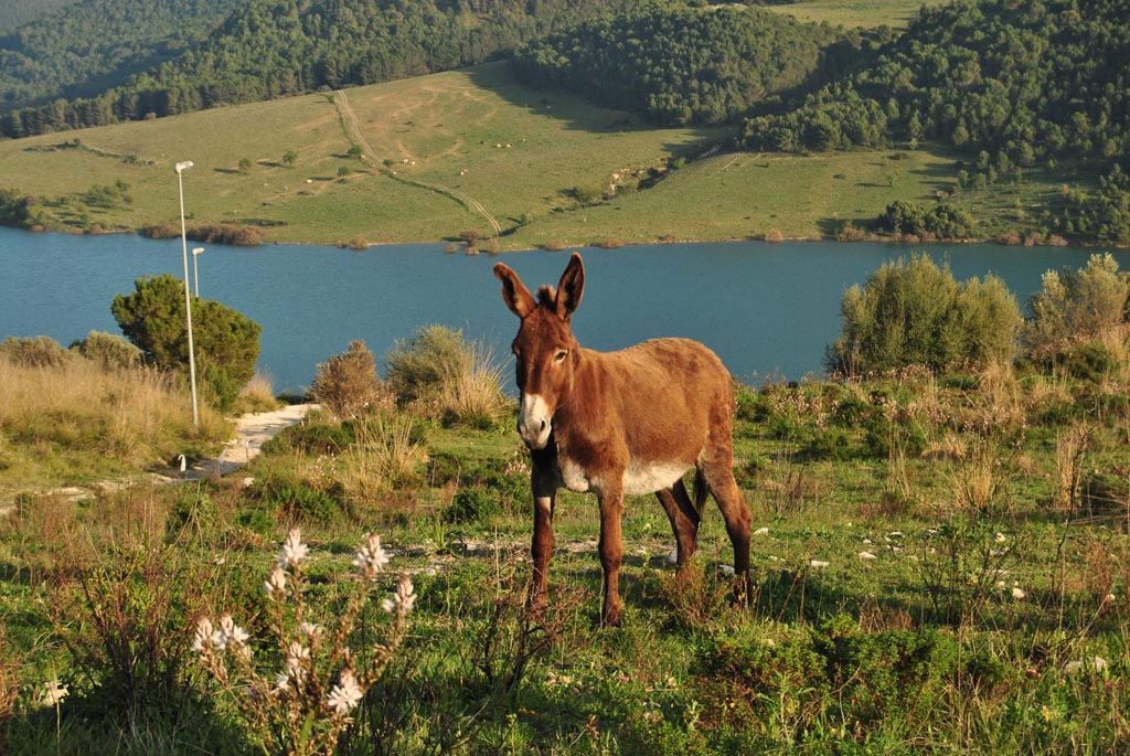 profilo di un asino